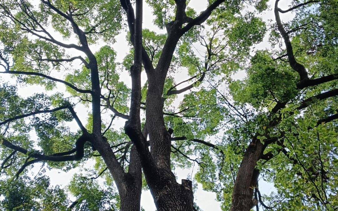 How Neighborhoods Can Celebrate Earth Day